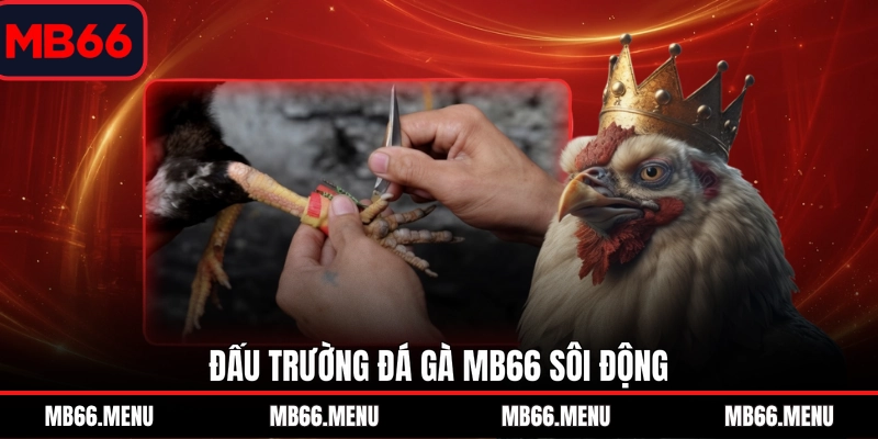 Đấu trường đá gà MB66 sôi động